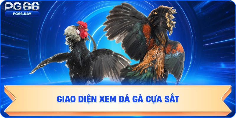 Giao diện xem Đá Gà Cựa Sắt